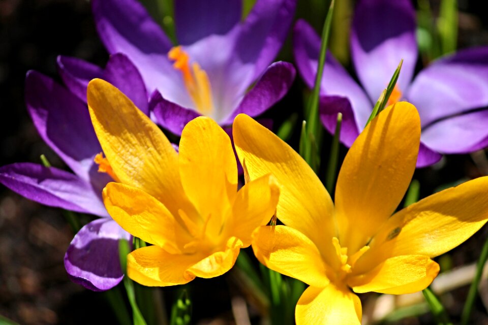 Purple yellow flowers