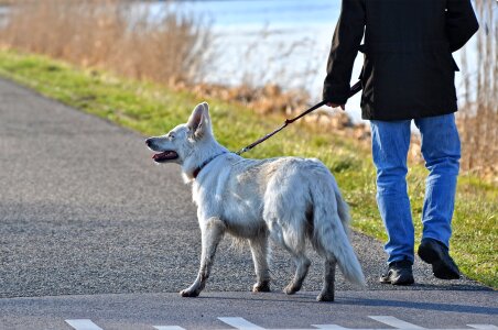 Animal white dog leash