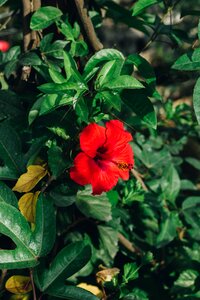 Spring blooming blossom