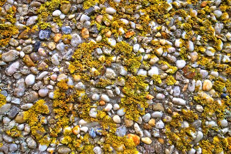 Growth pebble stone photo