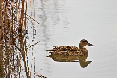 Duck female floats photo