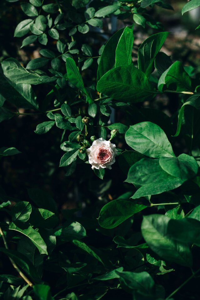 Pink spring blossom