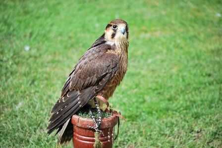 Bird grass raptor photo