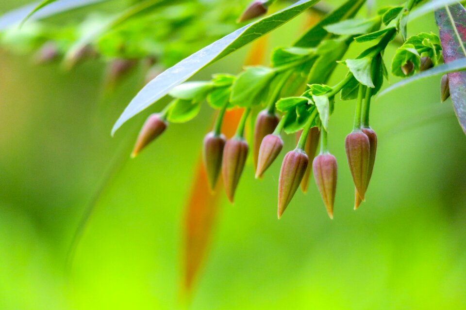 Garden flower outdoor