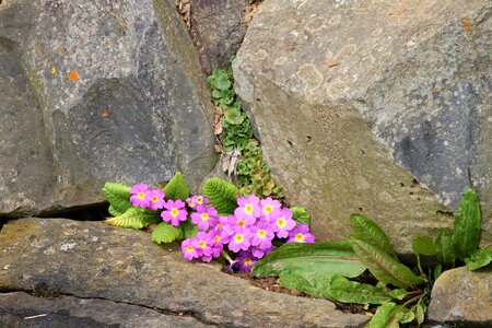 Wall flower stone wall flowers photo