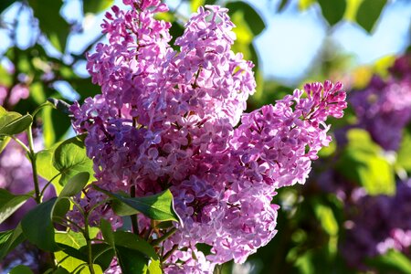 Purple ornamental shrub bloom photo