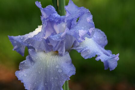 Water drops floral flower