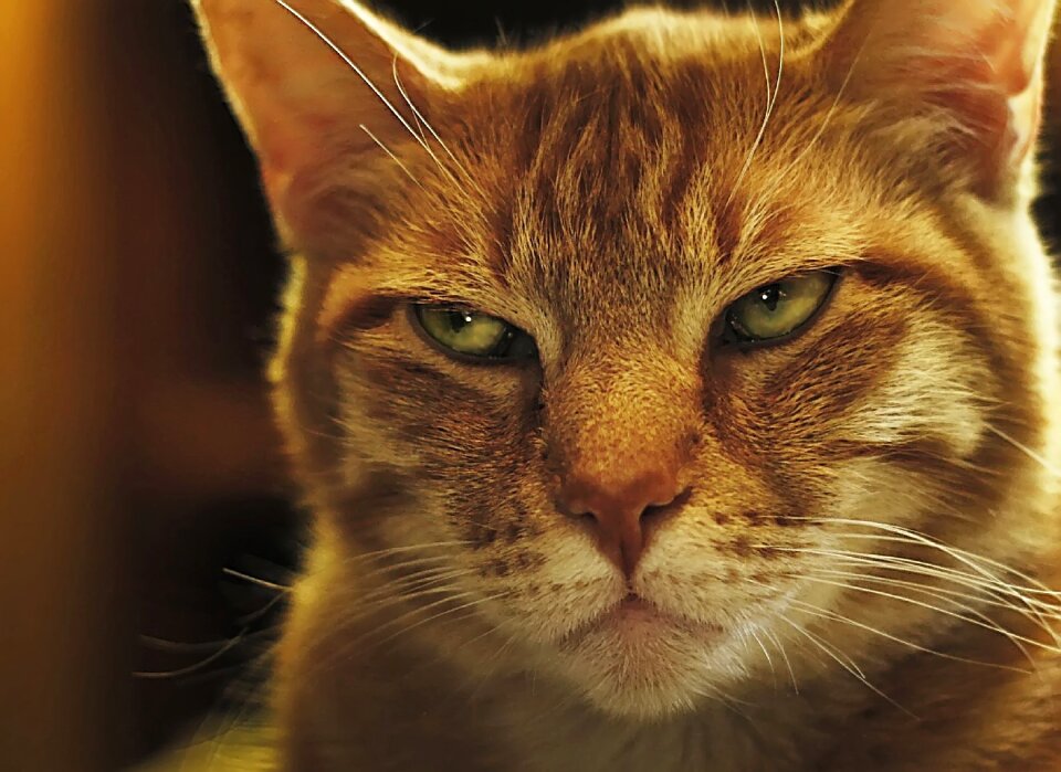 Portrait pet domestic