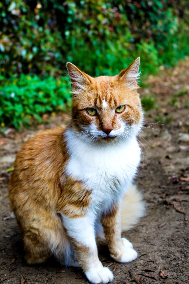 Mammalia pet kitten