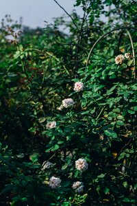 Pink spring blossom photo