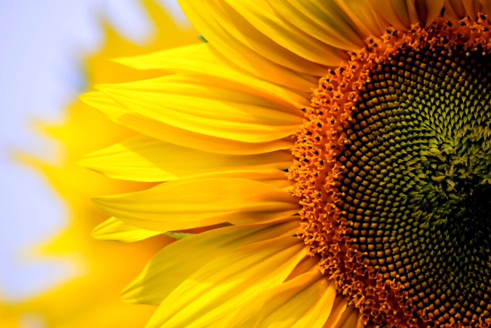 Flower summer petal