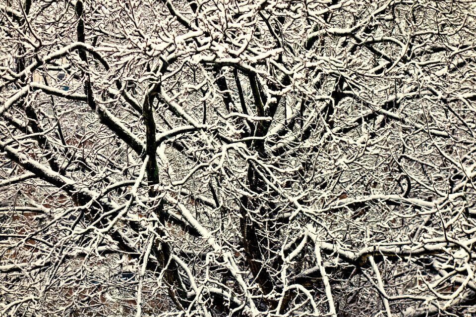 Snowy tree winter tangle