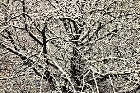 Snowy tree winter tangle