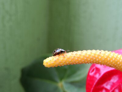 Insect ladybug colombia