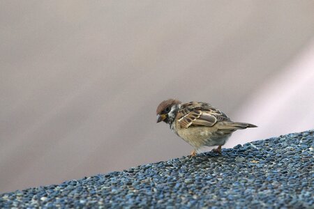 Sparrow bird city