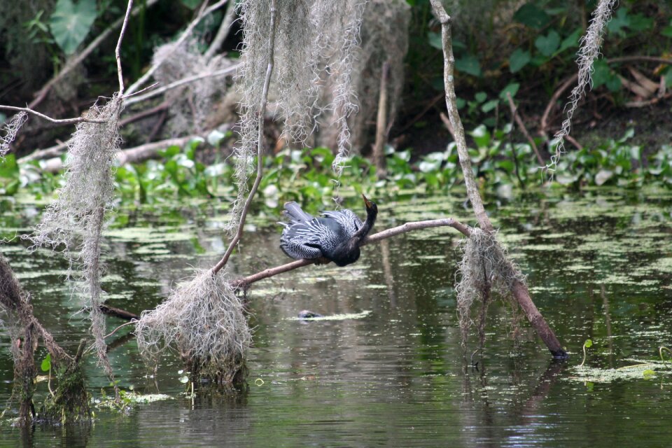 Wood bird pond