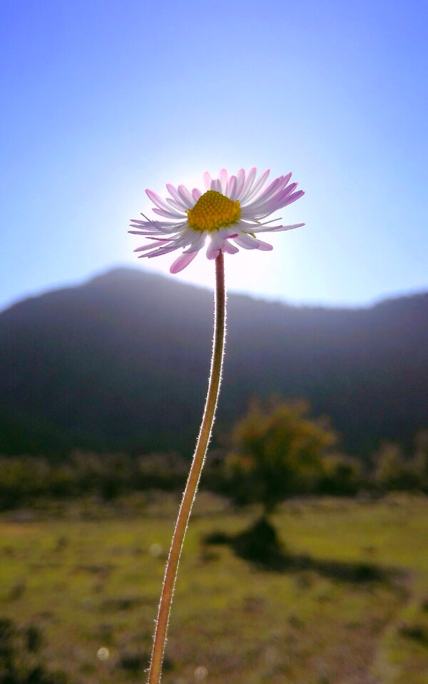 Flower daisy plant