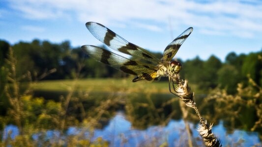 Nature wing bug photo