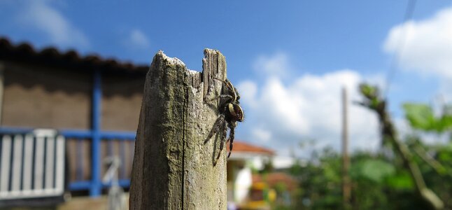 Arachnid macro colombia