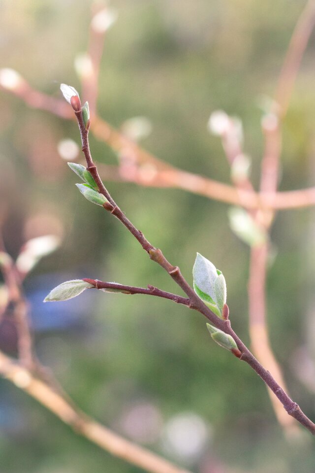 Growth season tree