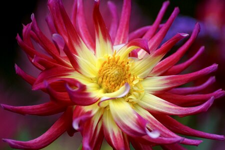 Dahlia garden flower late summer photo