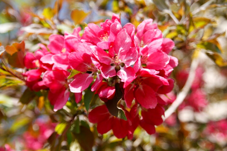 Flowers garden season