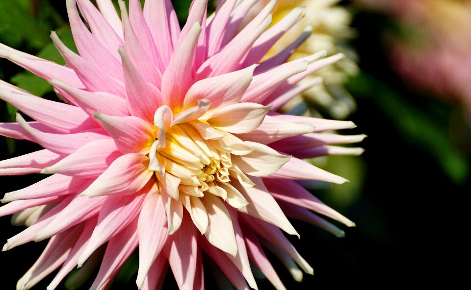 Dahlia garden flower late summer