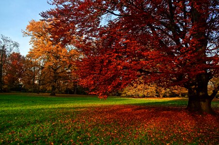 Season park nature photo