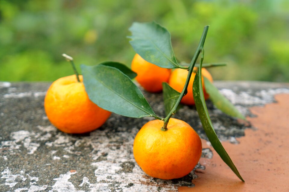 Vietnam tangerines nine dream