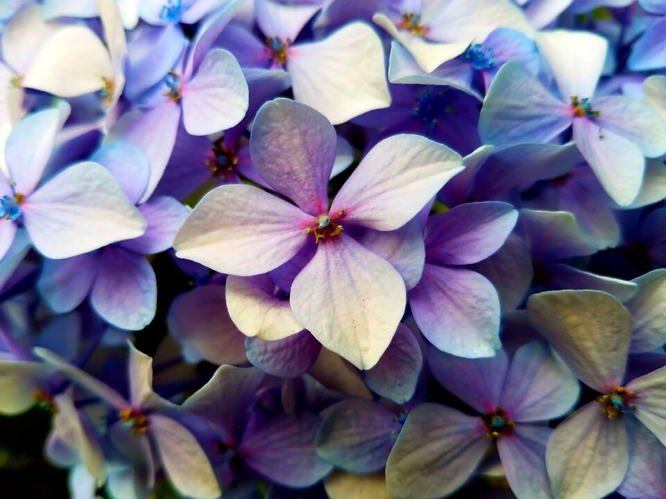 Blooming floral garden
