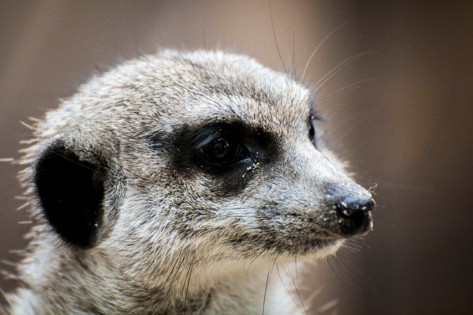 Nature furry animal