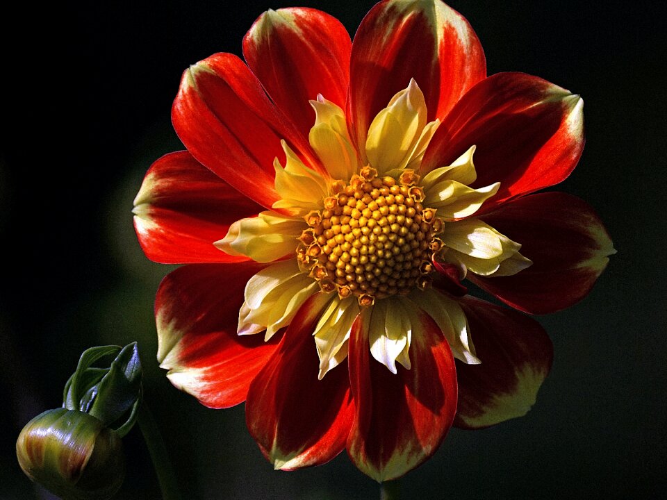 Dahlia garden flower late summer