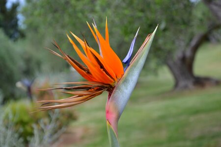 Flower summer bird of paradise