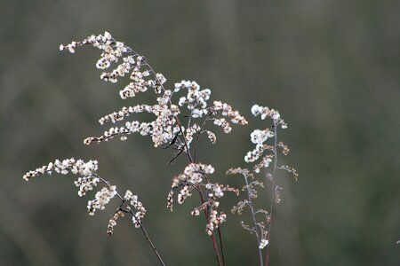 Winter grass golden rod