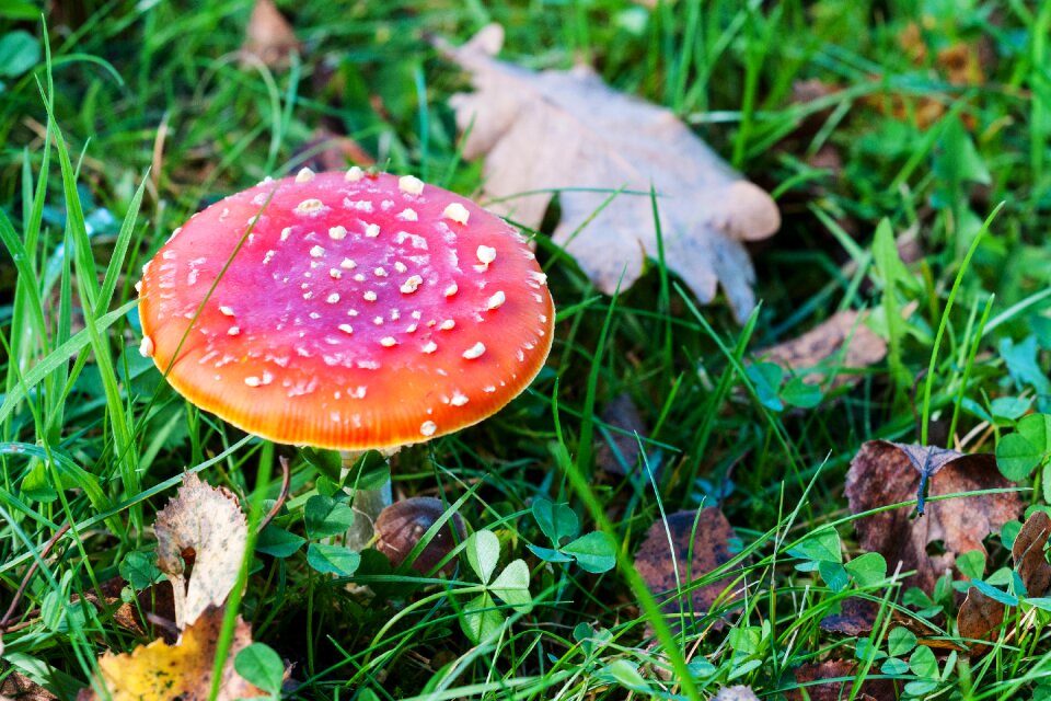 Nature forest autumn photo