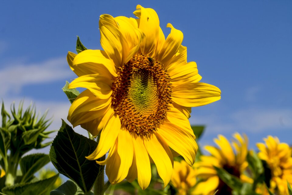 Summer sunflower bright