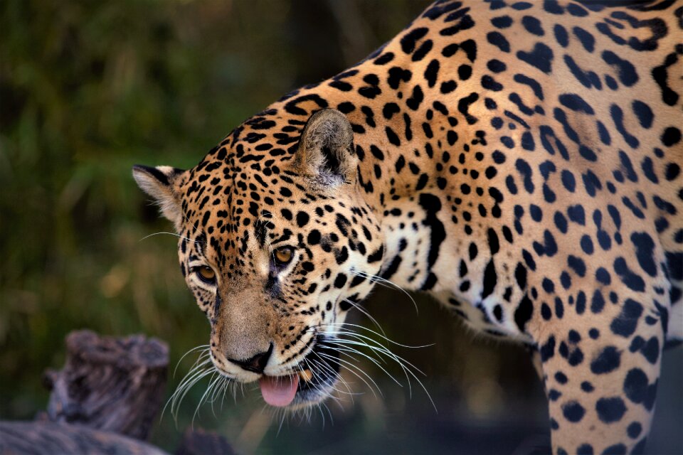 Animal carnivorous predator