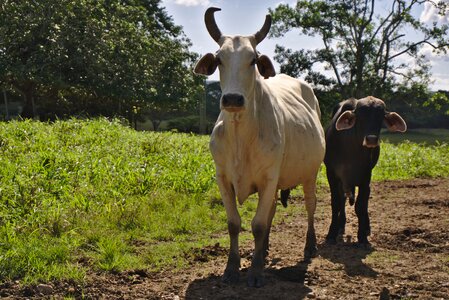 Animal farm agriculture