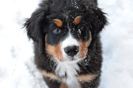 Snow bernese animal photo