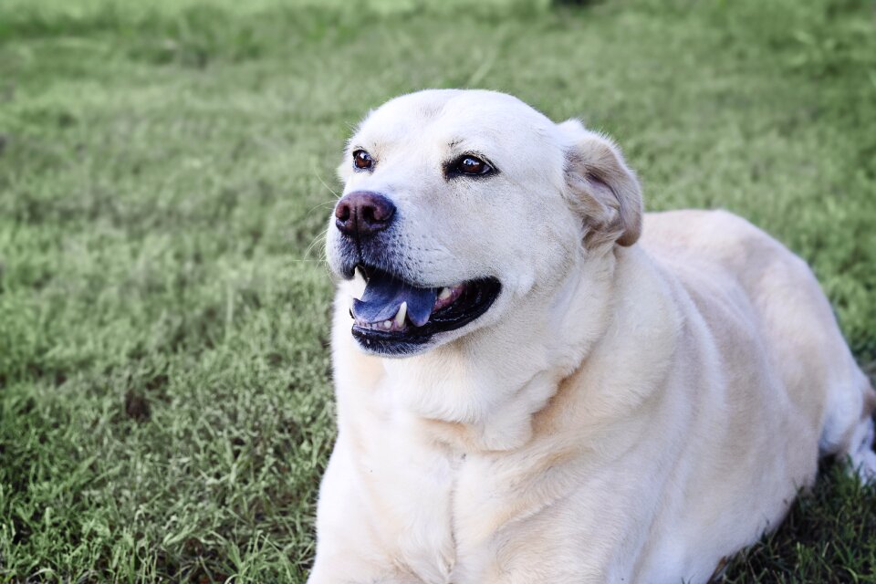 Pet retriever animal