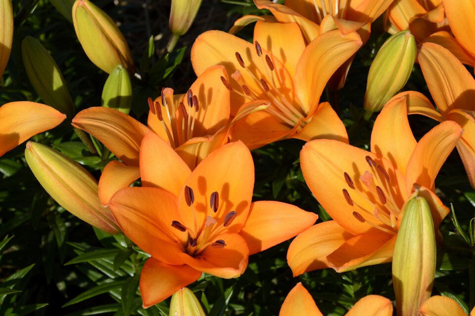 Flower garden orange