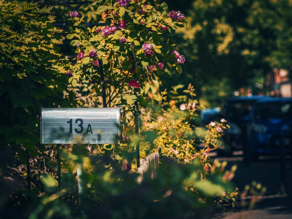 Green trees flowers