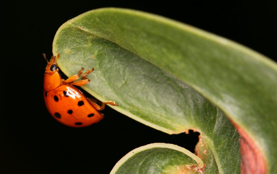 Insect flora closeup
