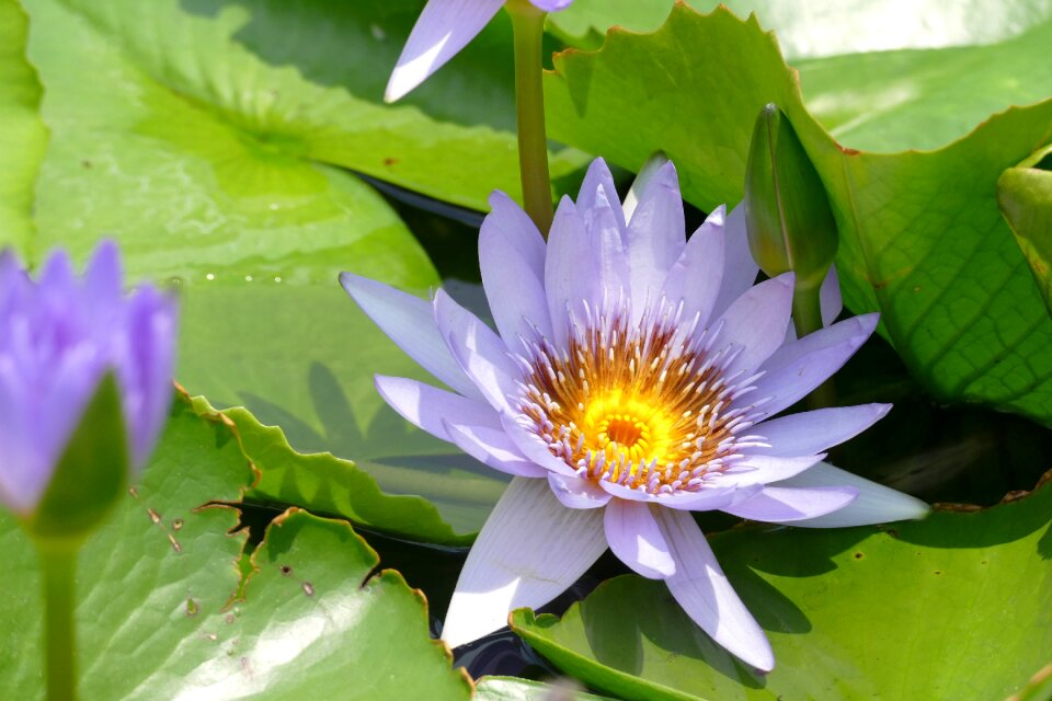 Nature lotus flowers
