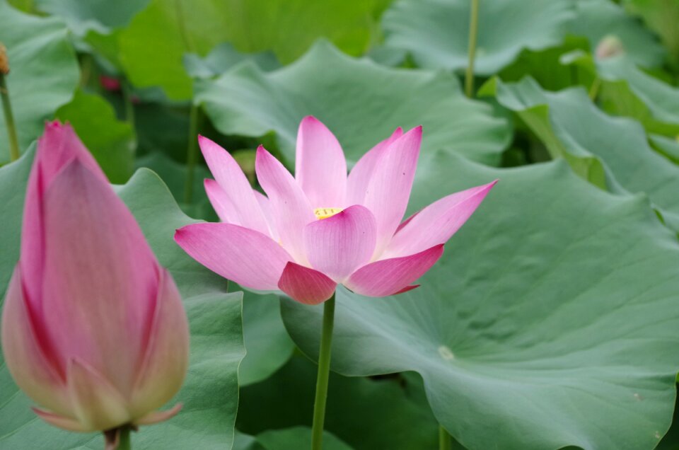 Lotus beautiful green