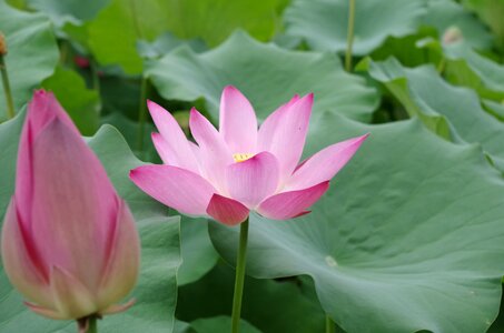 Lotus beautiful green