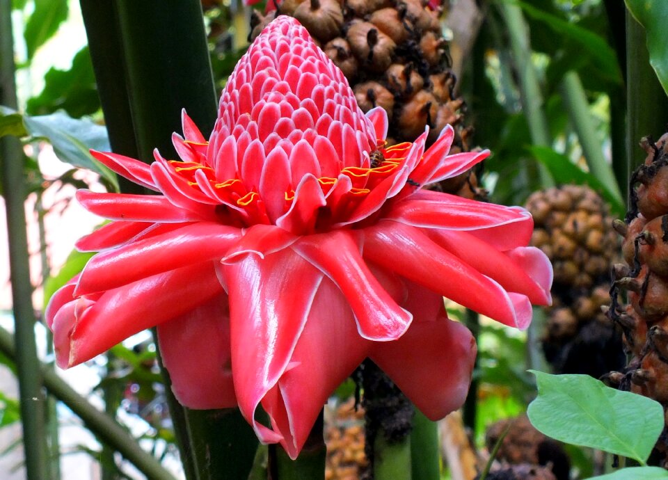 Botanical blooming pink