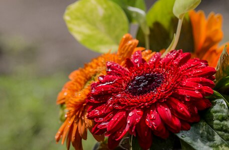 Leaf garden floral photo