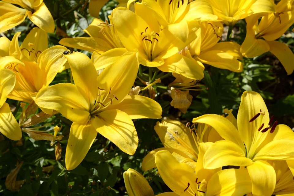 Flower garden yellow