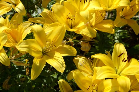 Flower garden yellow photo
